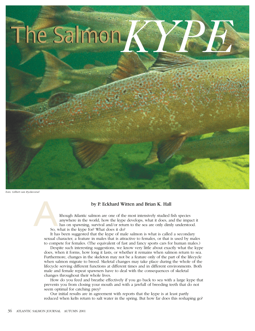 PDF) The salmon kype. How does it grow? What's its purpose? Does it  disappear after spawning?