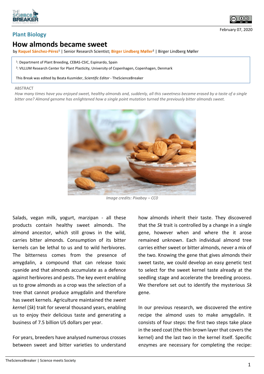 Pdf How Almonds Became Sweet