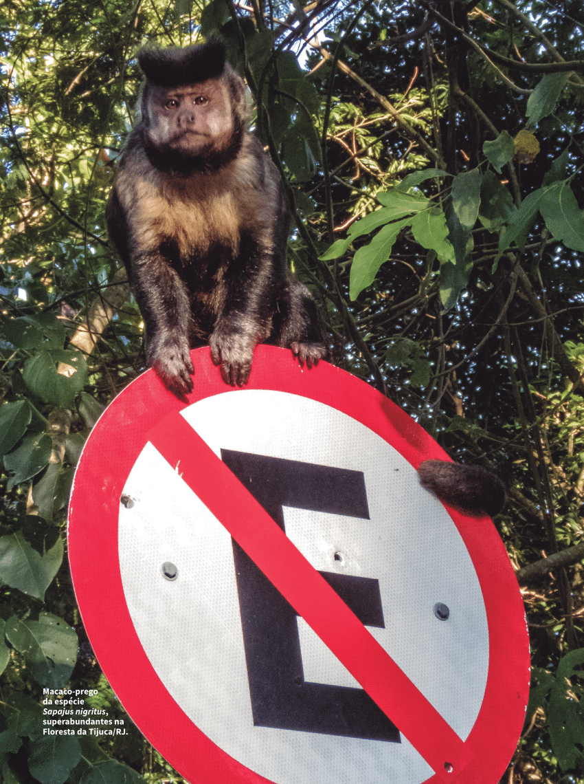 CHC  Viu um macaco-prego por aí?