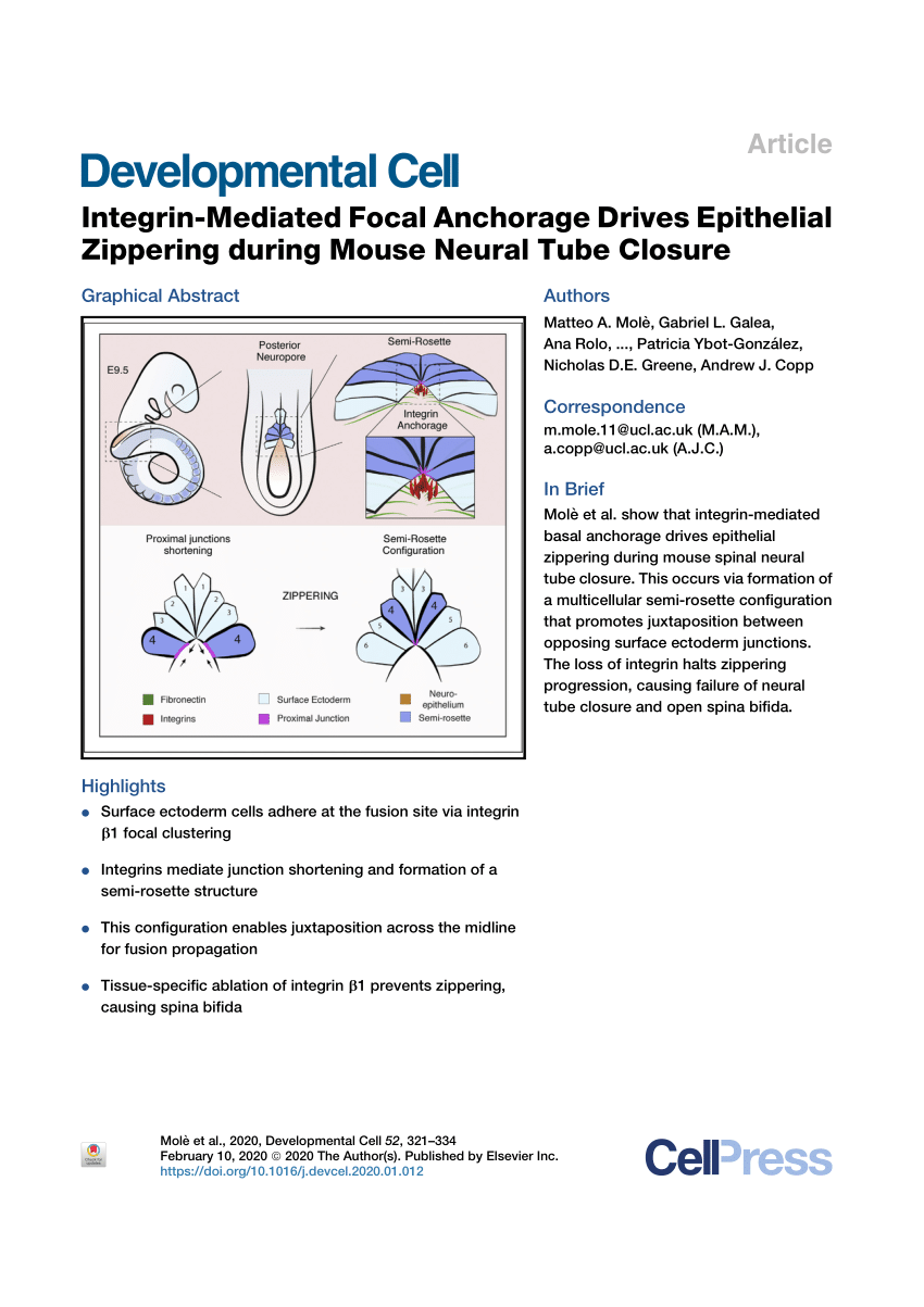 Pdf Integrin Mediated Focal Anchorage Drives Epithelial Zippering During Mouse Neural Tube Closure