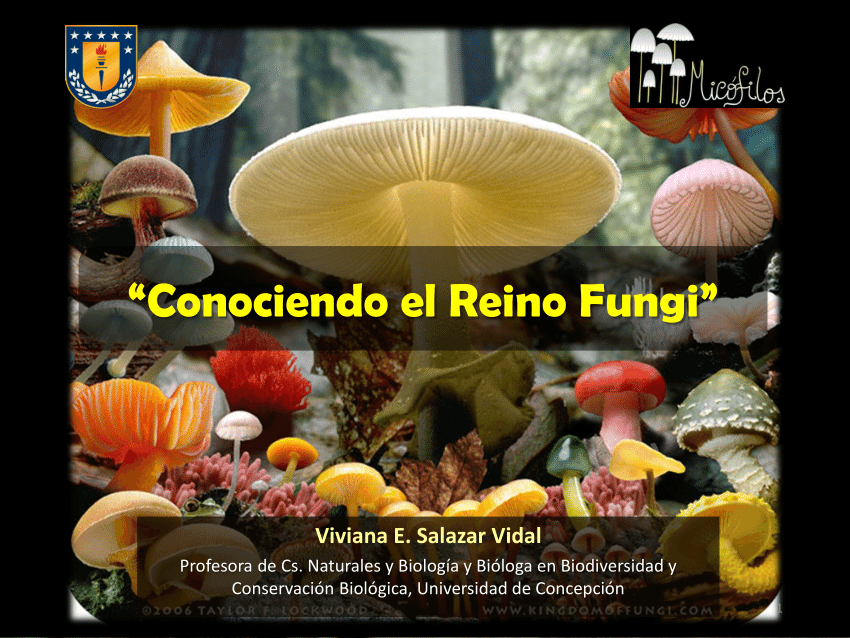 (PDF) Conociendo el Reino Fungi: Introducción a la Micología