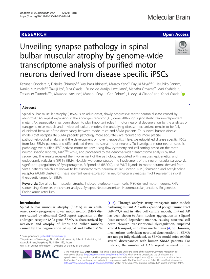PDF) Unveiling synapse pathology in spinal bulbar muscular atrophy ...