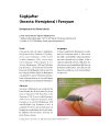 Preview image for Súgkjaftar (Insecta: Hemiptera) í Føroyum / Hemiptera in the Faroe Islands