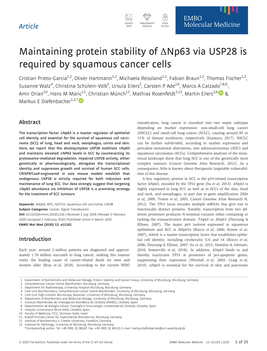 PDF) Maintaining protein stability of  Np63 via USP28 is required ...