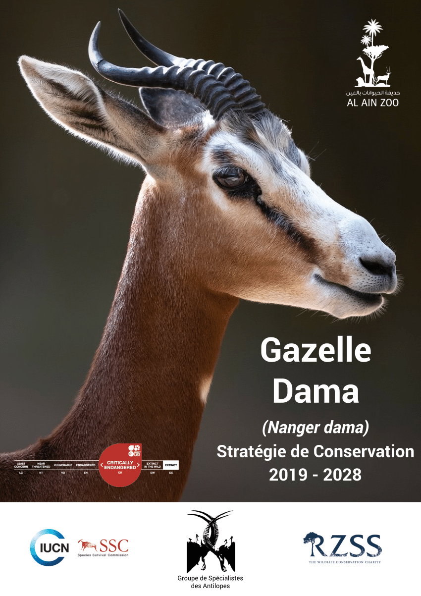 gazelle edition limitée