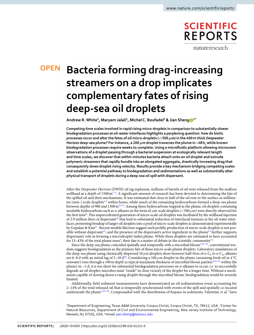 Pdf Bacteria Forming Drag Increasing Streamers On A Drop Implicates Complementary Fates Of Rising Deep Sea Oil Droplets
