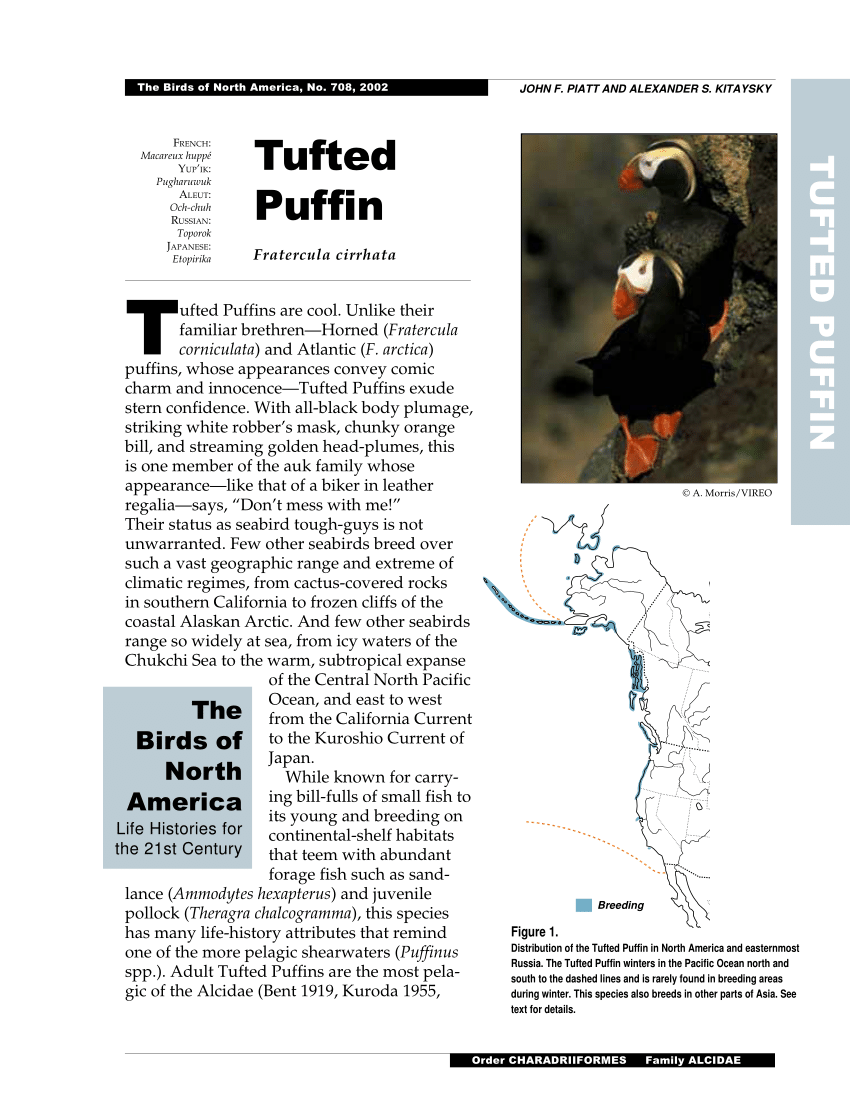 Maine's puffins on upward swing - The Wildlife Society