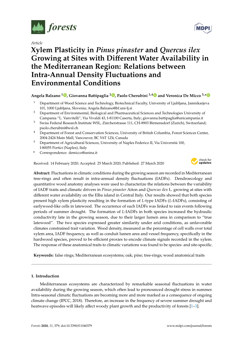 Pdf Xylem Plasticity In Pinus Pinaster And Quercus Ilex Growing At Sites With Different Water Availability In The Mediterranean Region Relations Between Intra Annual Density Fluctuations And Environmental Conditions