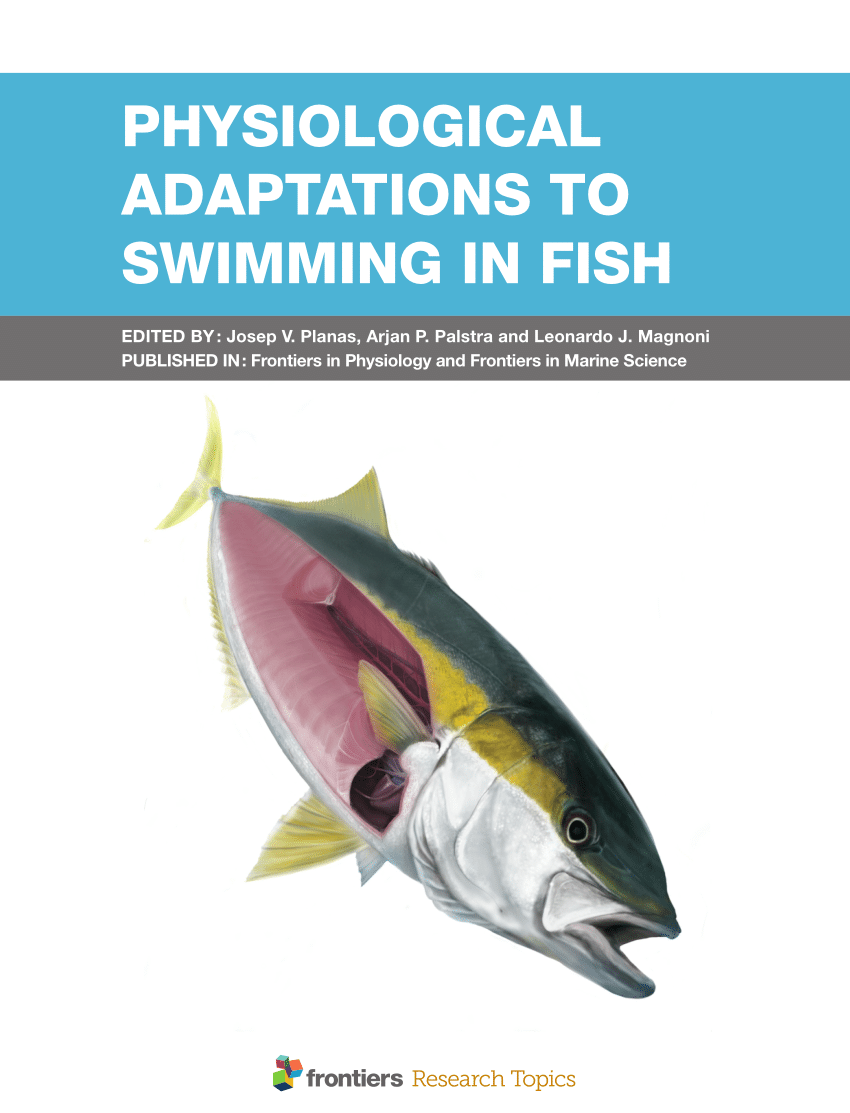 PDF) PHYSIOLOGICAL ADAPTATIONS TO SWIMMING IN FISH