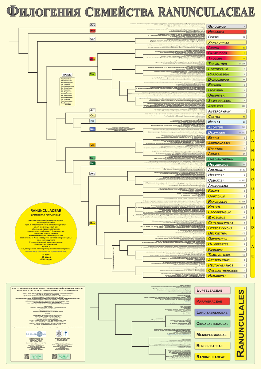 PDF) Филогения Семейства RANUNCULACEAE (RanPP, Ru)