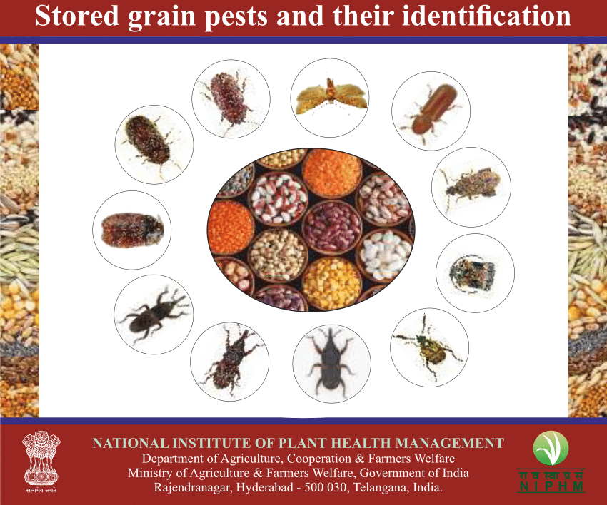 Pdf Stored Grain Pests And Their Identification National Institute Of Plant Health Management