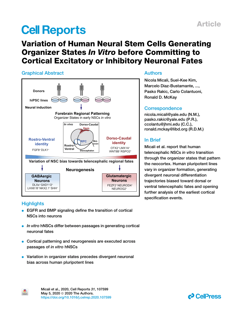 Pdf Variation Of Human Neural Stem Cells Generating Organizer States In Vitro Before Committing To Cortical Excitatory Or Inhibitory Neuronal Fates