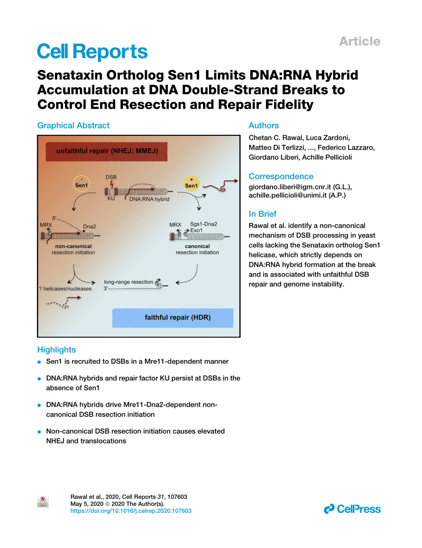 Pdf Senataxin Ortholog Sen1 Limits Dna Rna Hybrid Accumulation At Dna Double Strand Breaks To Control End Resection And Repair Fidelity