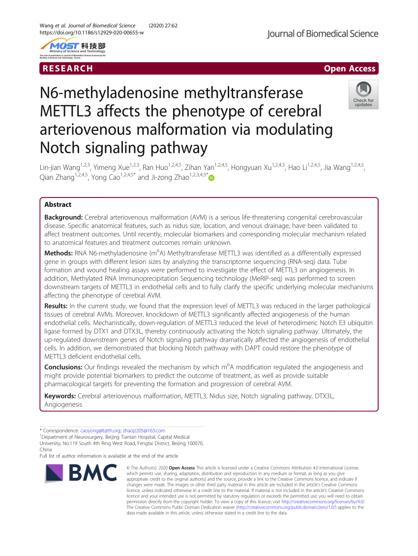 PDF N6 methyladenosine methyltransferase METTL3 affects the  