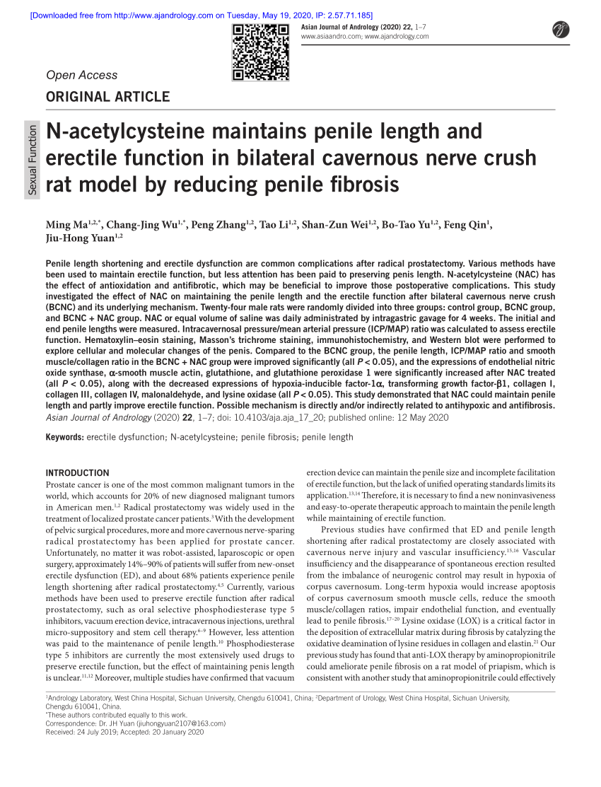 PDF N Acetylcysteine maintains penile length and erectile