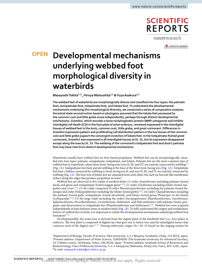 Developmental mechanisms underlying webbed foot morphological diversity in  waterbirds