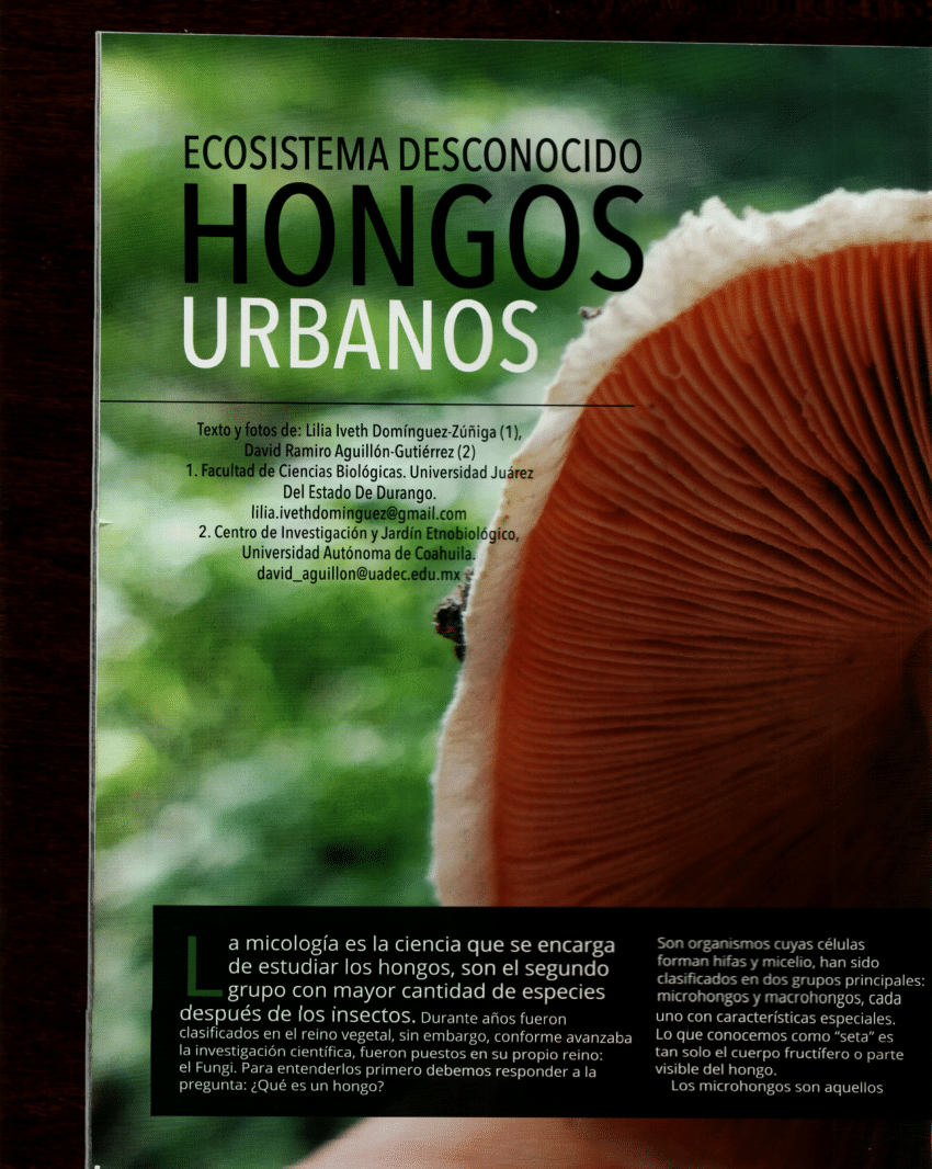 (PDF) Hongos urbanos