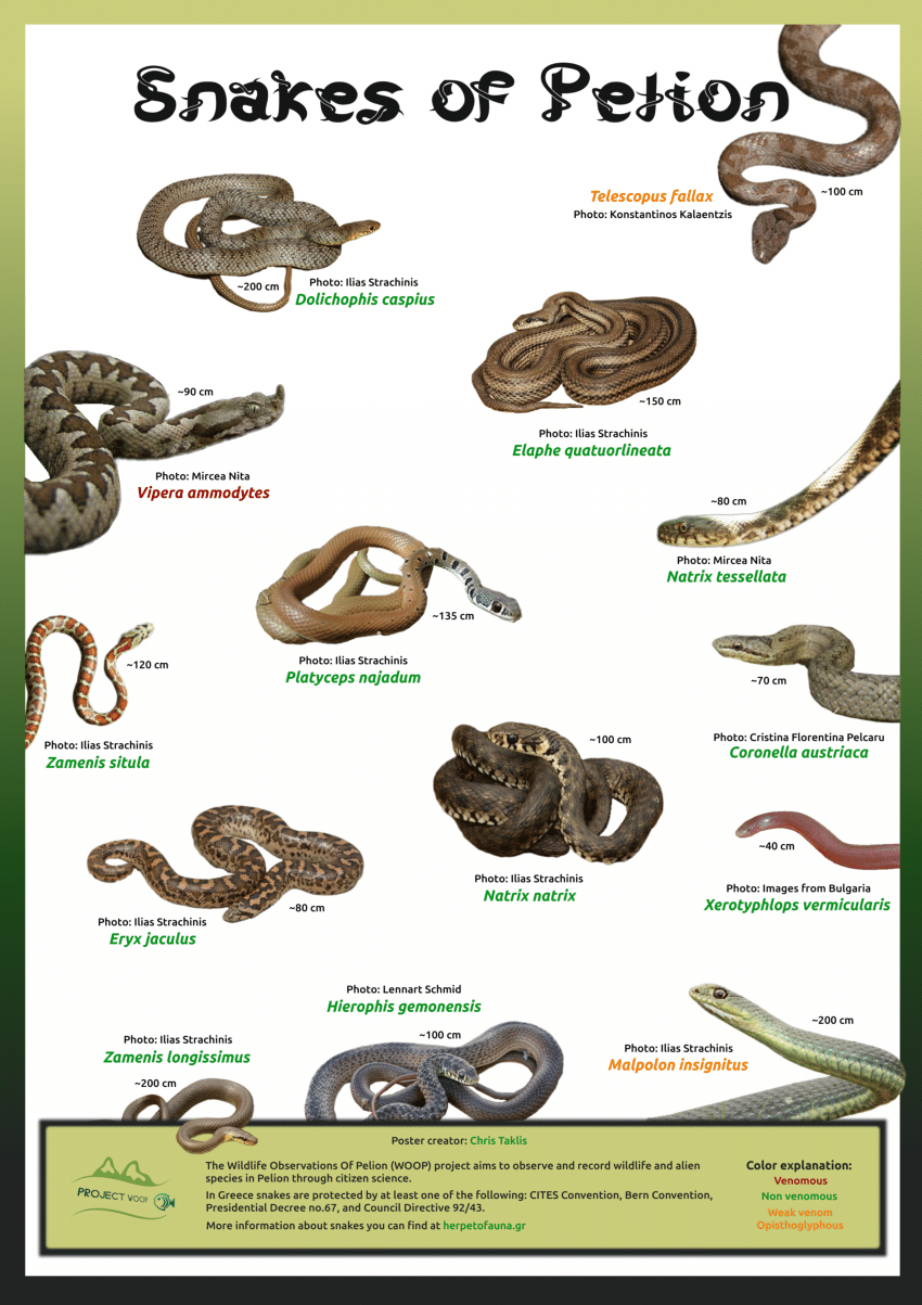 (PDF) Snakes of Pelion