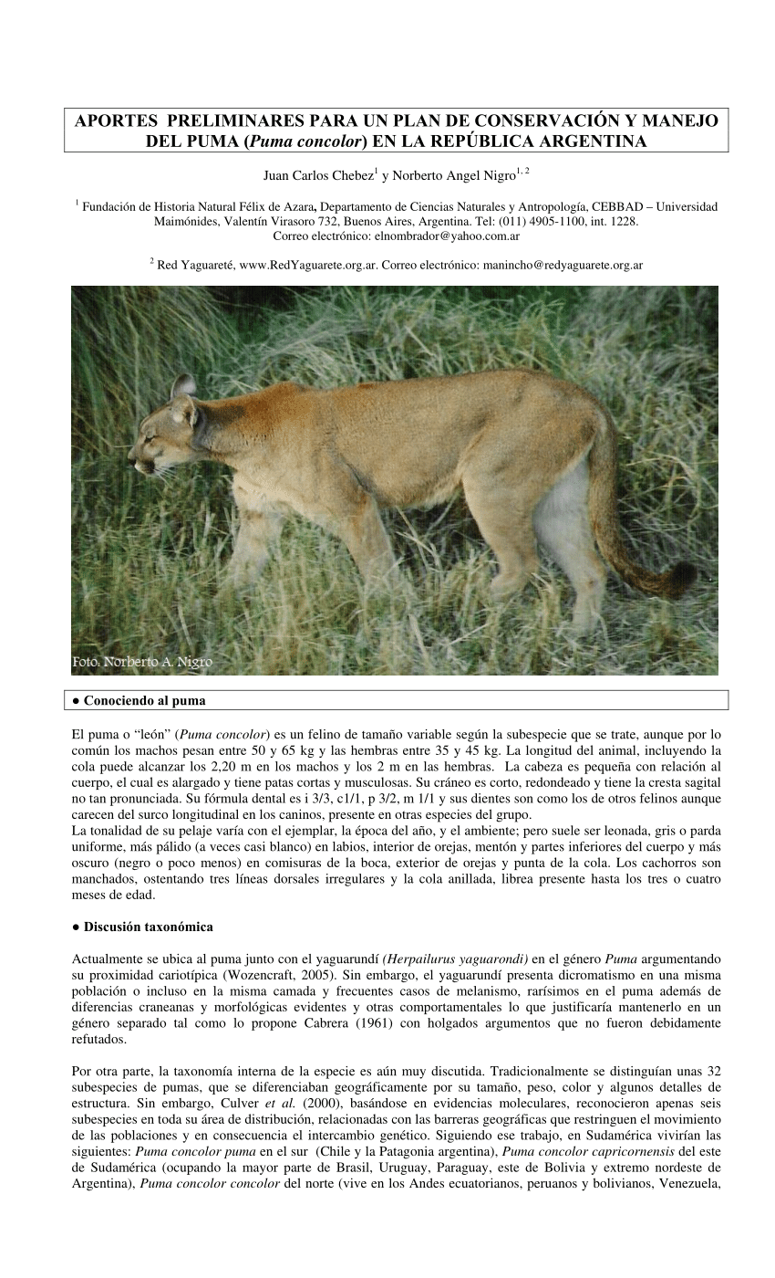 PDF) Aportes preliminares un Plan de Conservación y Manejo del Puma ( Puma concolor) en República Argentina
