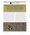 Preview image for Defensive Tail-curling and Head-mimicking Behavior in a Variable Coralsnake, Micrurus diastema (Squamata: Elapidae) in Cusuco National Park, Honduras