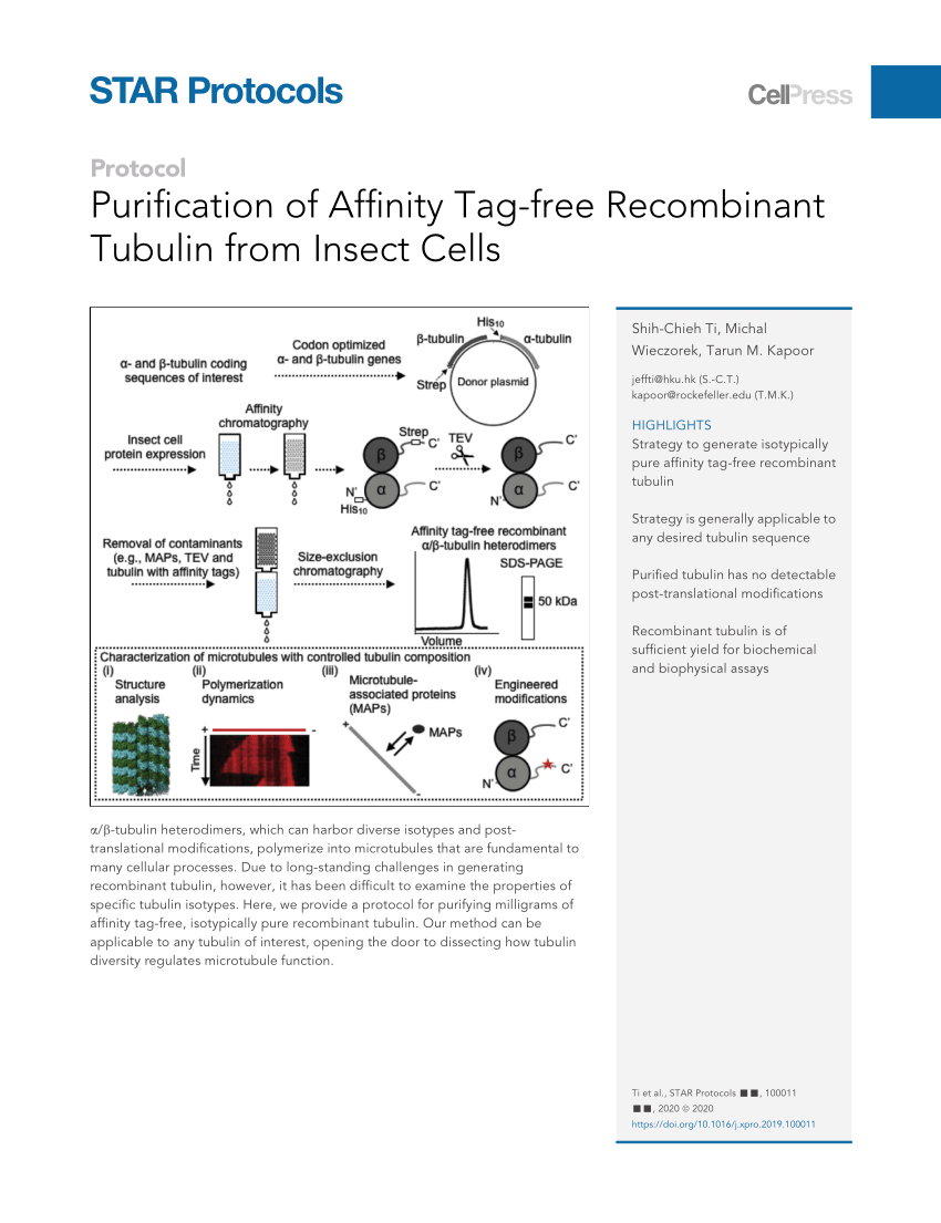 Pdf Purification Of Affinity Free Recombinant Tubulin From Insect Cells