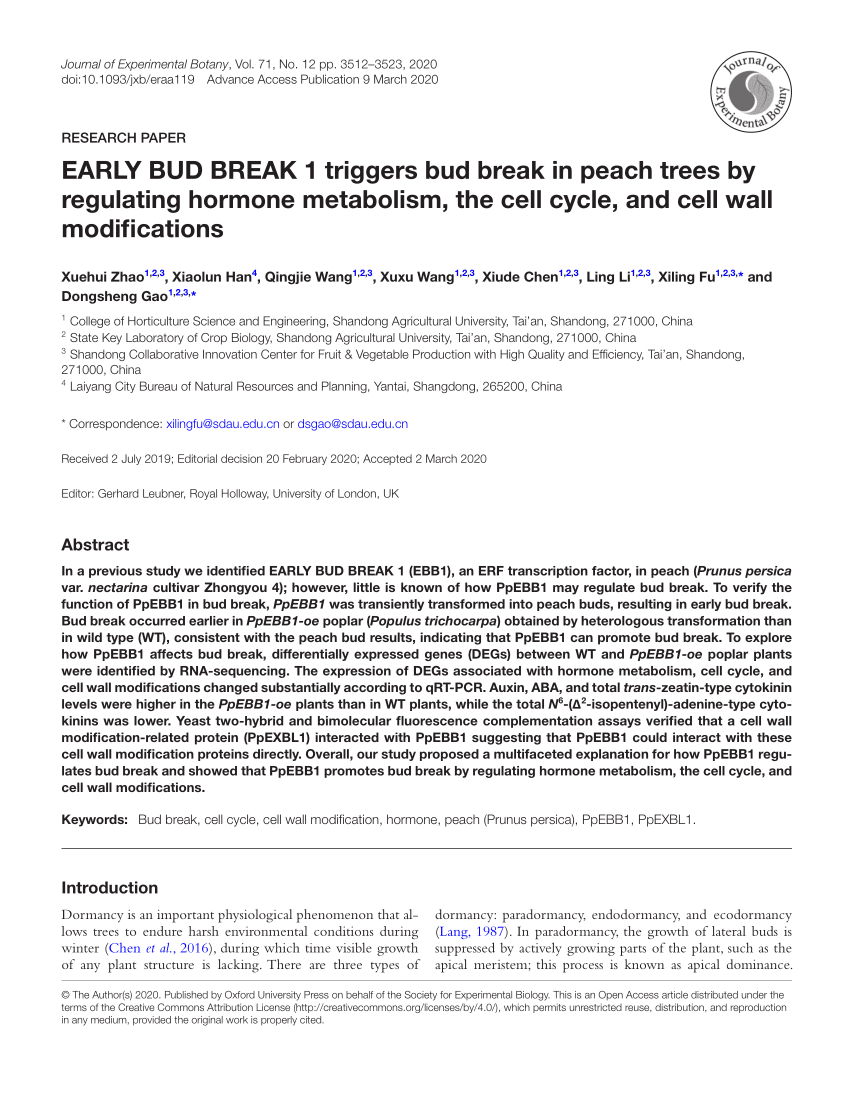 Pdf Early Bud Break 1 Triggers Bud Break In Peach Trees By Regulating Hormone Metabolism The Cell Cycle And Cell Wall Modifications
