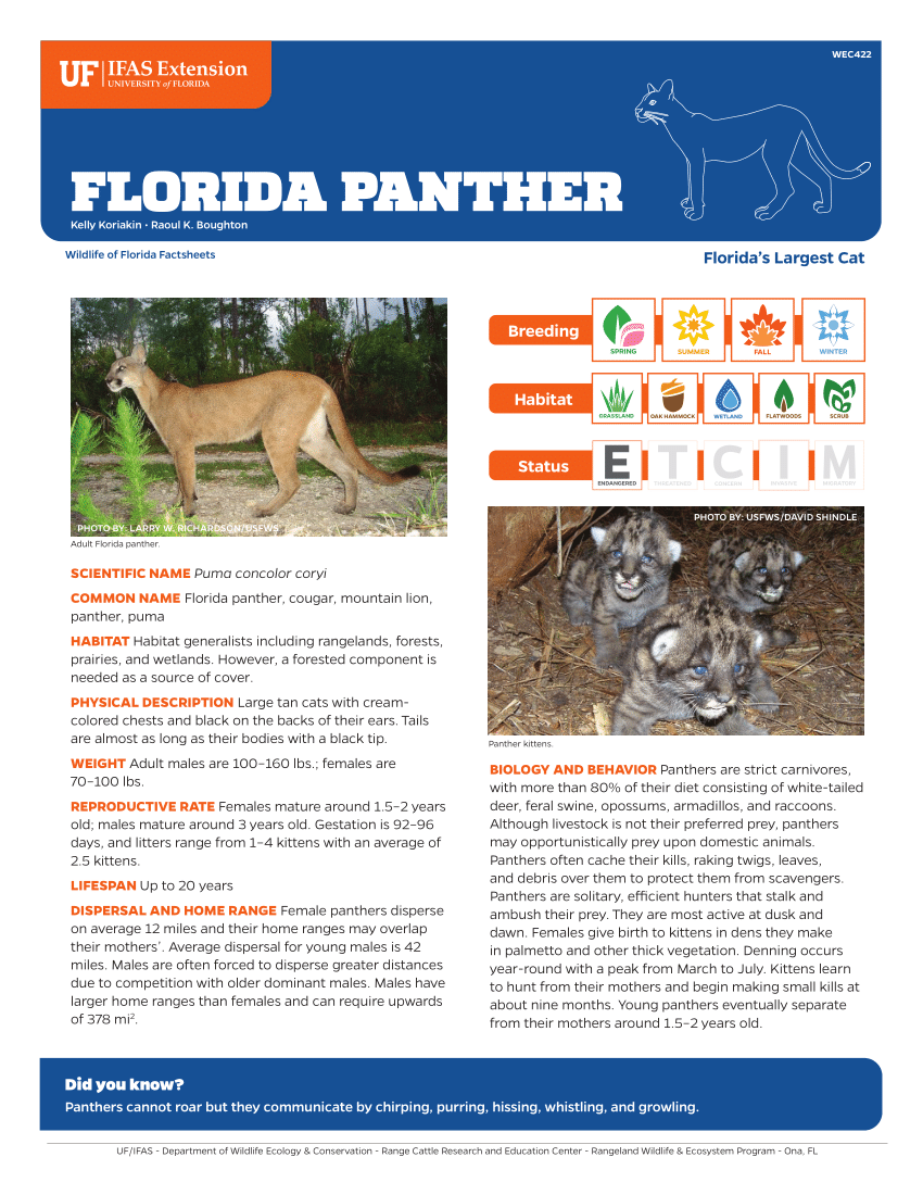 Florida Panther facts, Florida Panther photos, Florida Panther