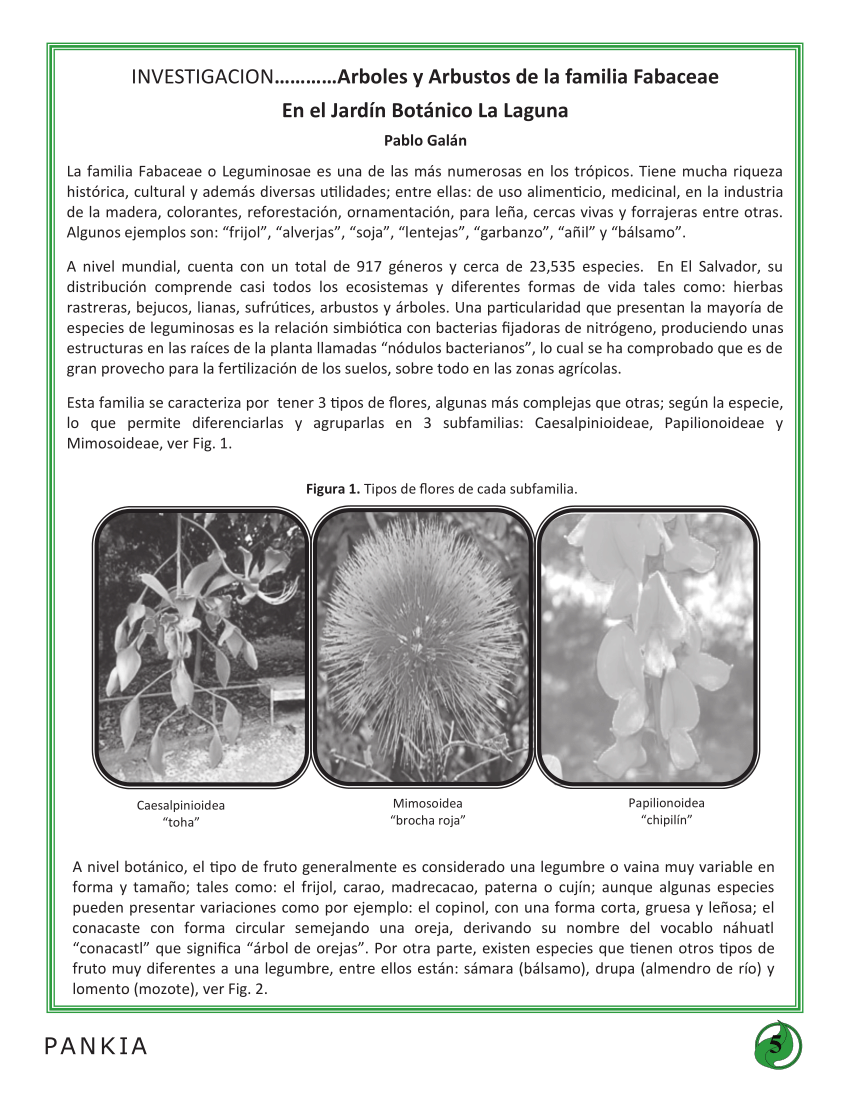 PDF) Árboles y arbustos de la familia Fabaceae en el Jardín Botánico La  Laguna