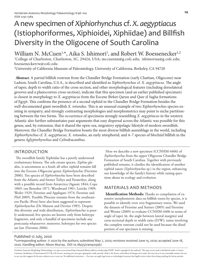 (PDF) A New Specimen of Xiphiorhynchus sp. cf. aegyptiacus