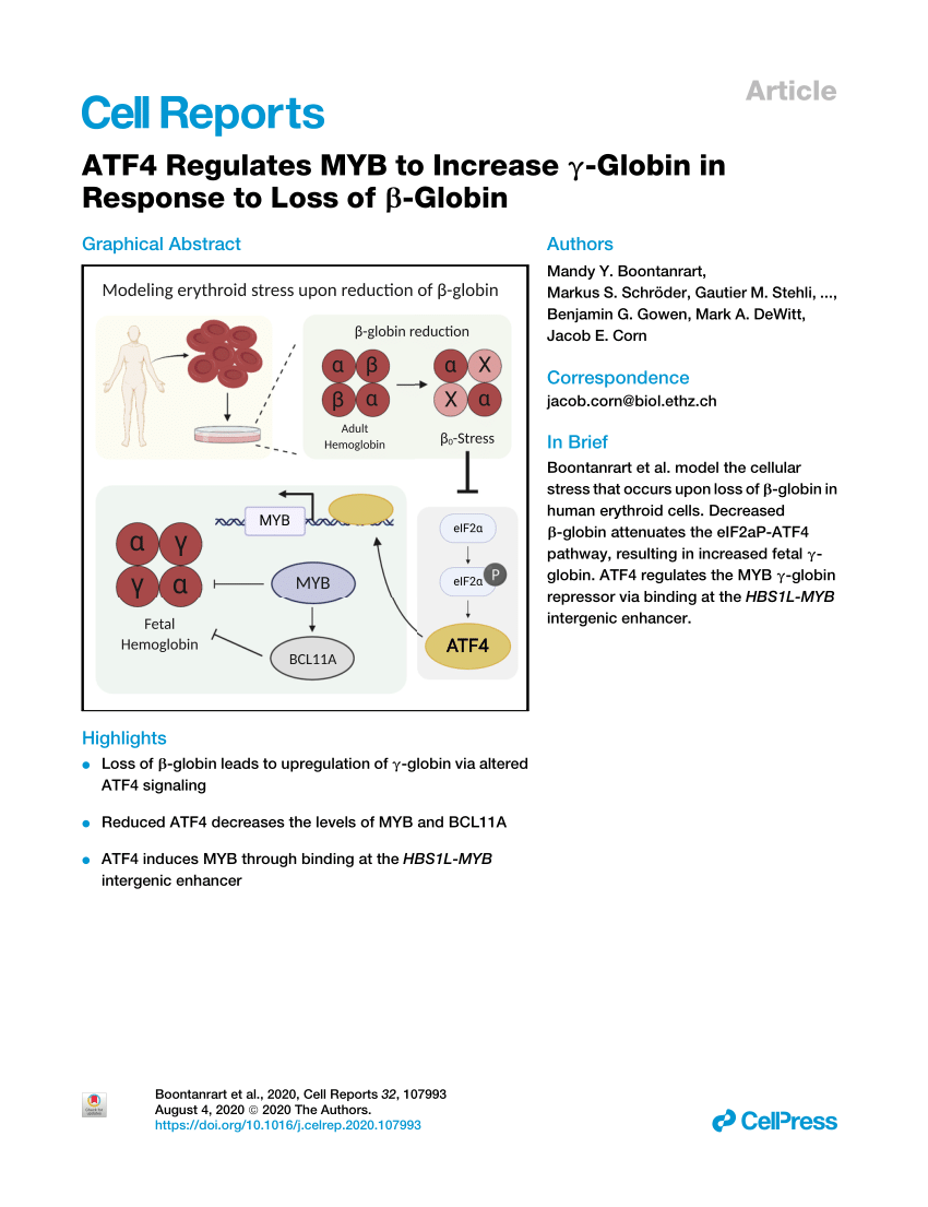 Pdf Atf4 Regulates Myb To Increase G Globin In Response To Loss Of B Globin