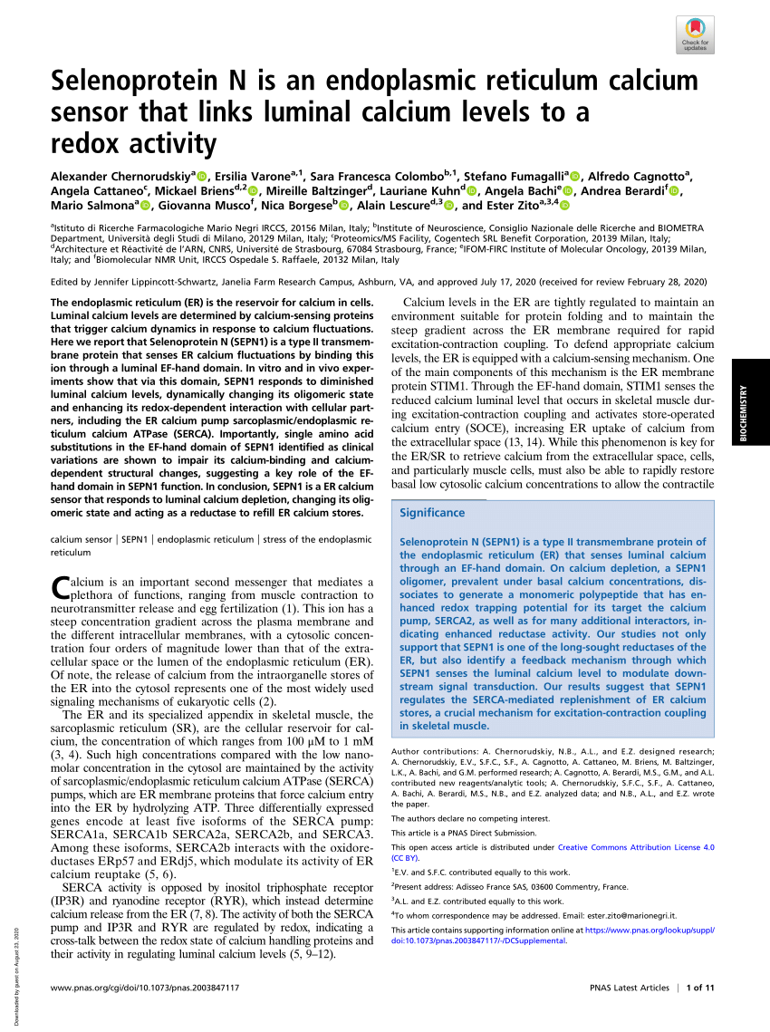 Pdf Selenoprotein N Is An Endoplasmic Reticulum Calcium Sensor That Links Luminal Calcium Levels To A Redox Activity
