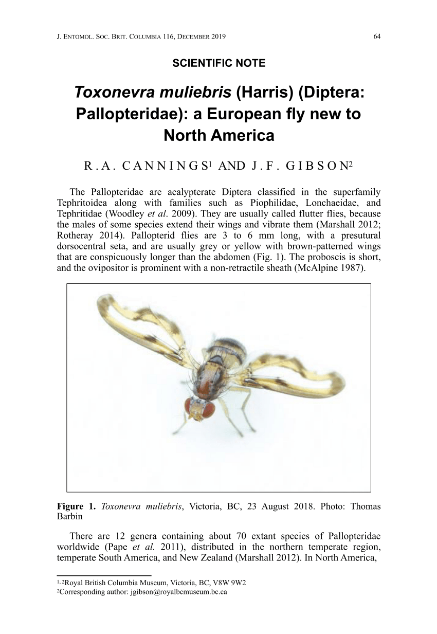 https://i1.rgstatic.net/publication/343921794_Toxonevra_muliebris_Harris_Diptera_Pallopteridae_a_European_fly_new_to_North_America/links/5f4832a392851c6cfded5707/largepreview.png