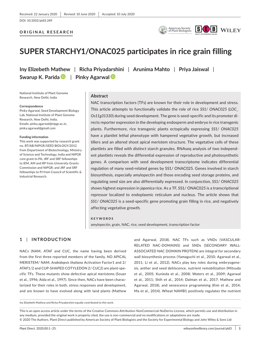 Pdf Super Starchy1 Onac025 Participates In Rice Grain Filling