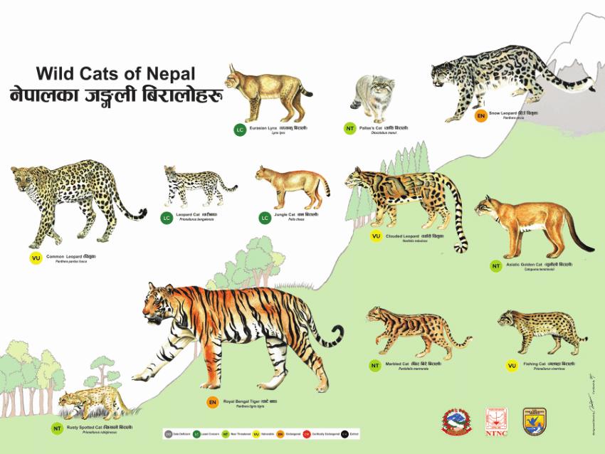 Pdf Wild Cats Of Nepal