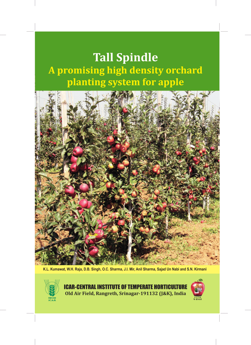 Pdf Tall Spindle A Promising High Density Orchard Planting System For Apple