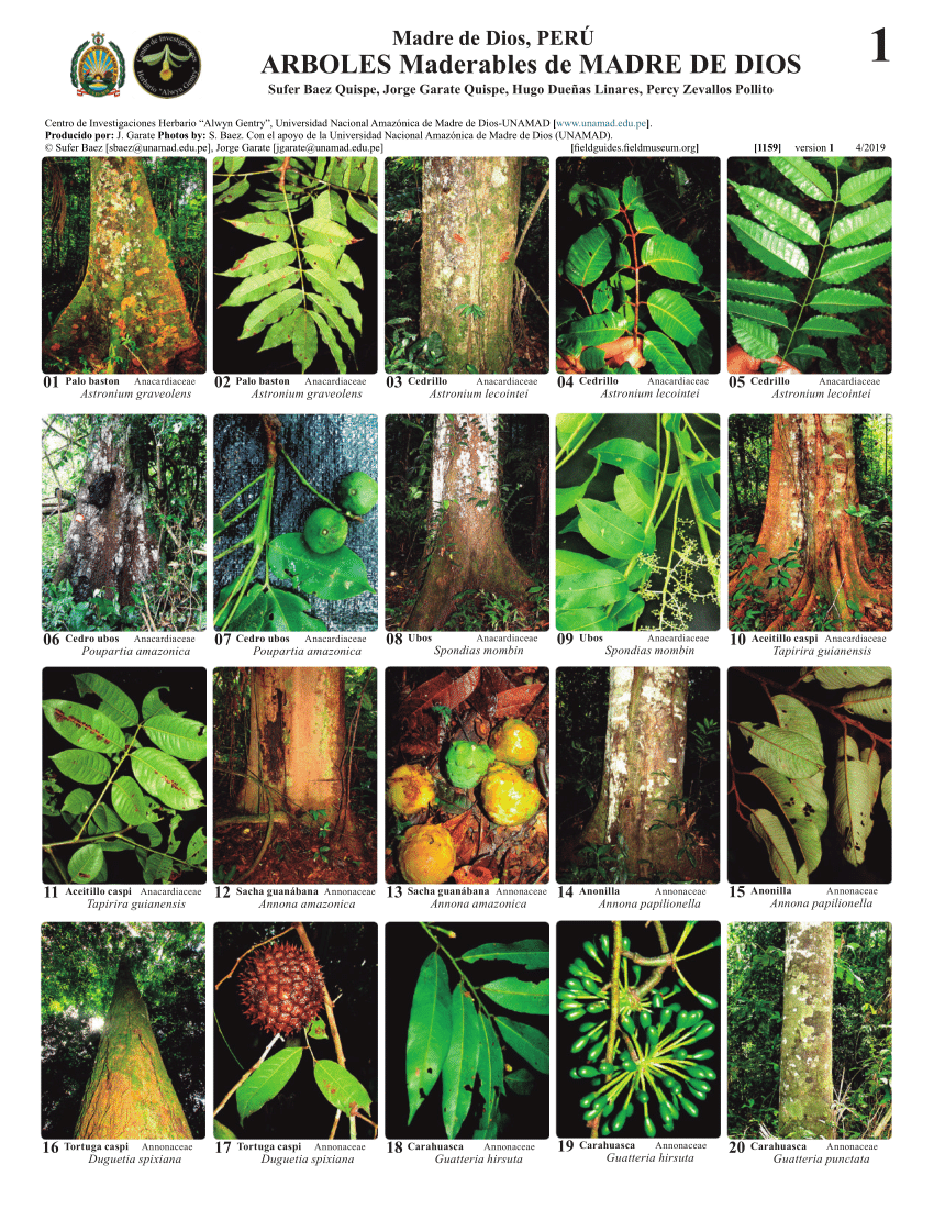 PDF) Timber Trees of Madre de Dios - Peru