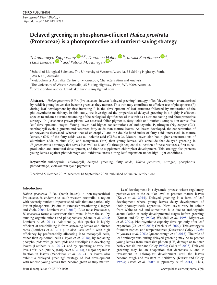 PDF) Delayed greening in phosphorus-efficient Hakea prostrata 