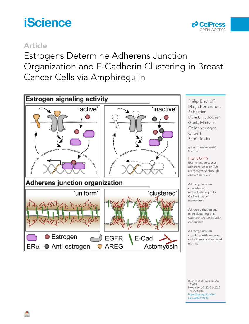 PDF) Estrogens Determine Adherens Junction Organization and E ...