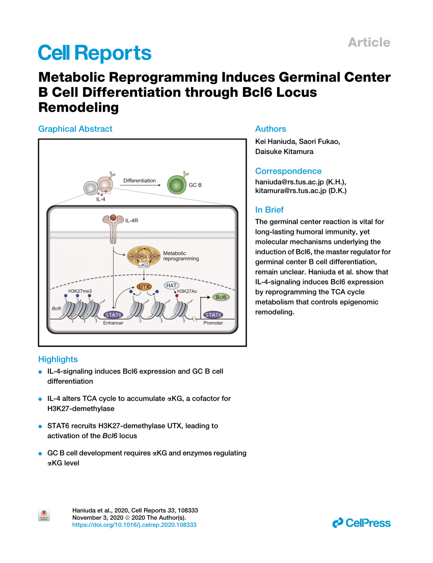 Pdf Metabolic Reprogramming Induces Germinal Center B Cell Differentiation Through l6 Locus Remodeling