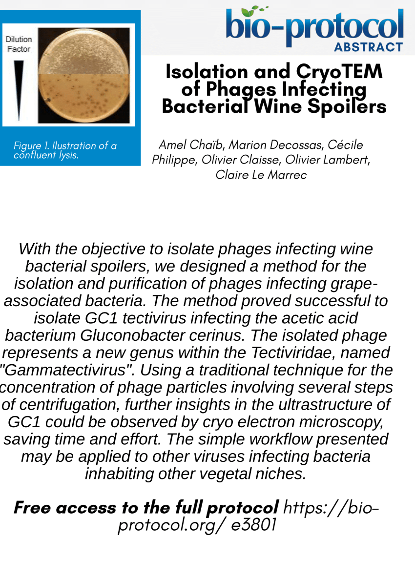 (PDF) Isolation and CryoTEM of Phages Infecting Bacterial Wine Spoilers