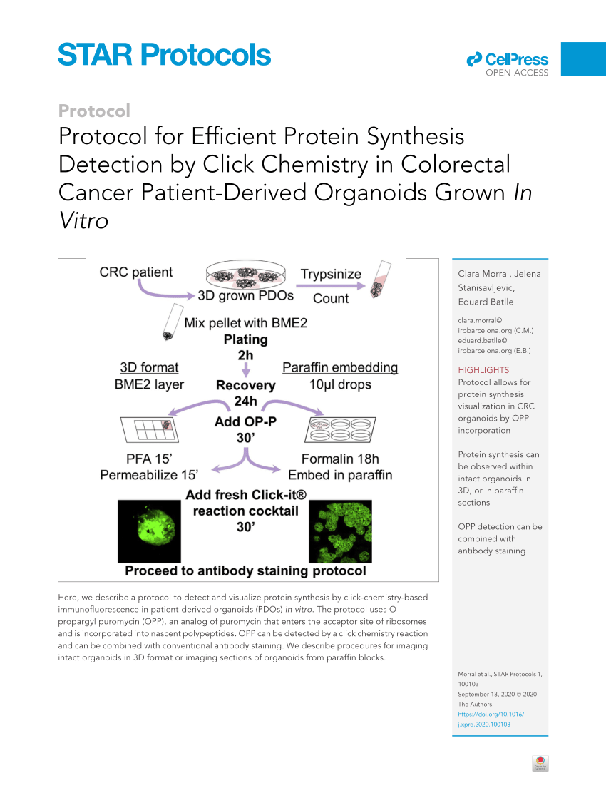 Pdf Protocol For Efficient Protein Synthesis Detection By Click Chemistry In Colorectal Cancer Patient Derived Organoids Grown In Vitro