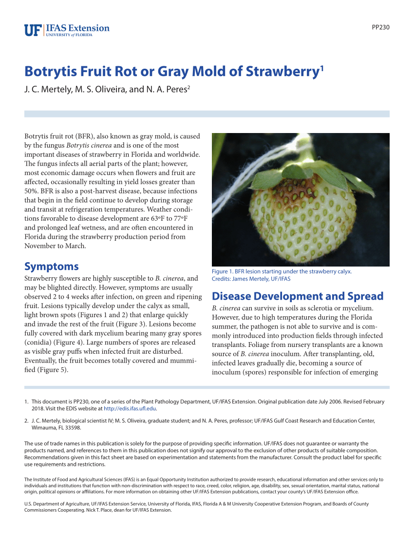 Gray Mold of Strawberry