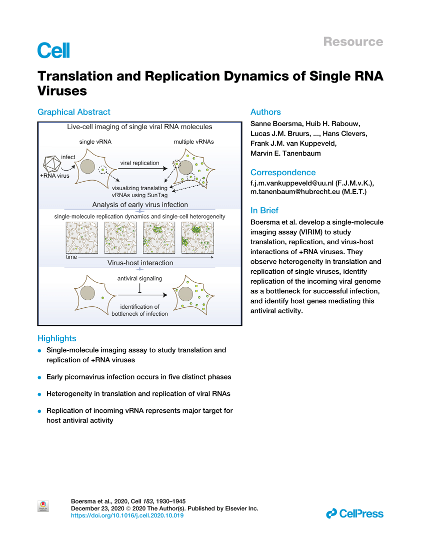 Pdf Translation And Replication Dynamics Of Single Rna Viruses