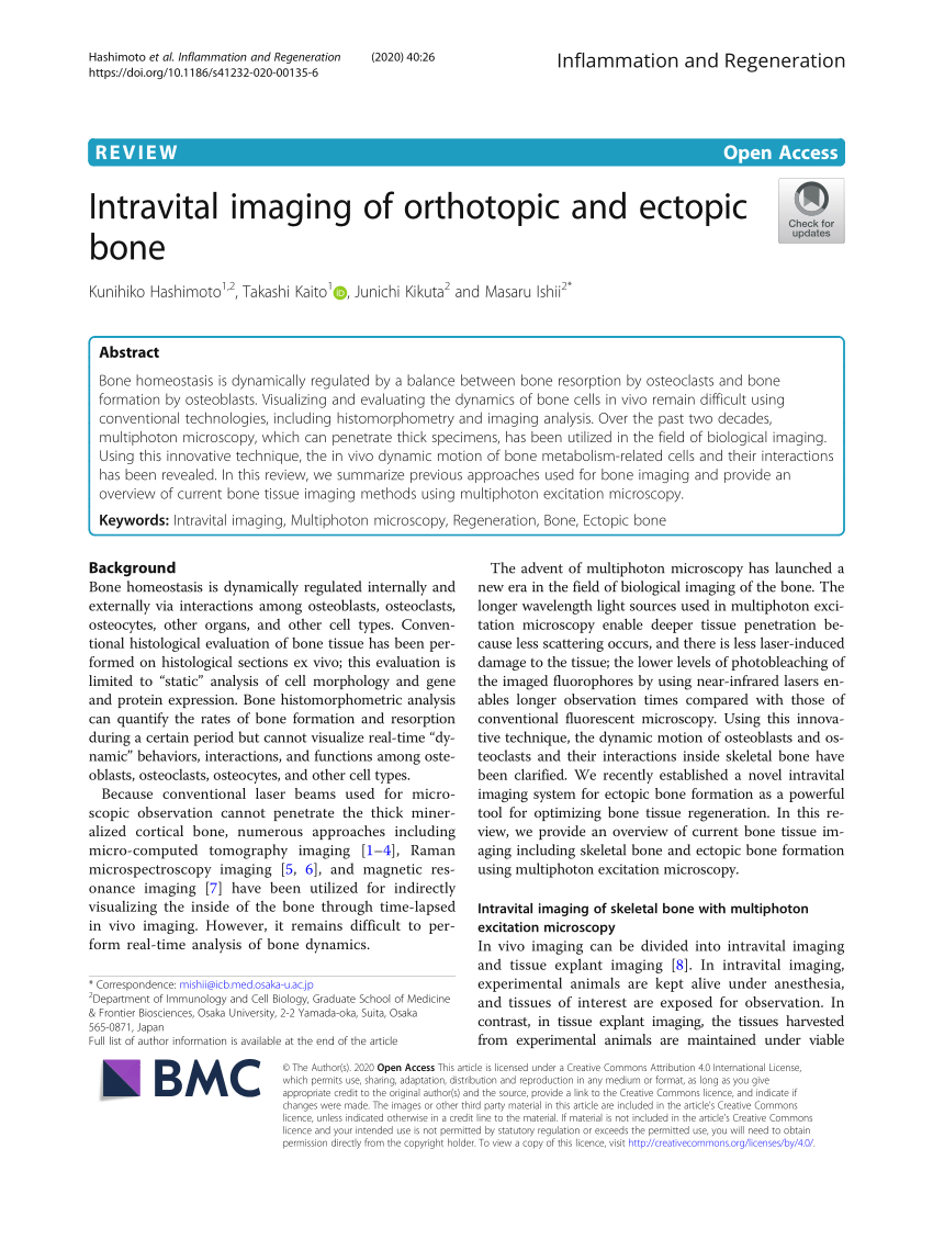 Minimally invasive longitudinal intravital imaging of cellular dynamics in  intact long bone