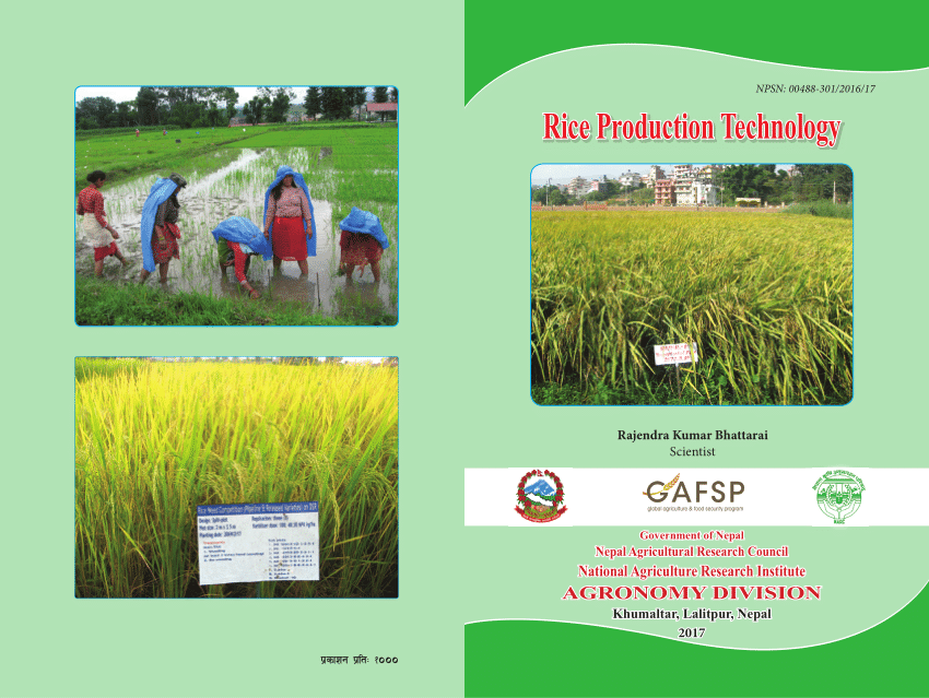research paper on rice production