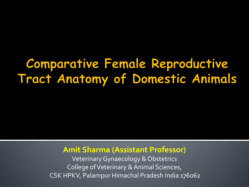 PDF) Comparative Female Reproductive Tract Anatomy of Domestic Animals  Lecture-1