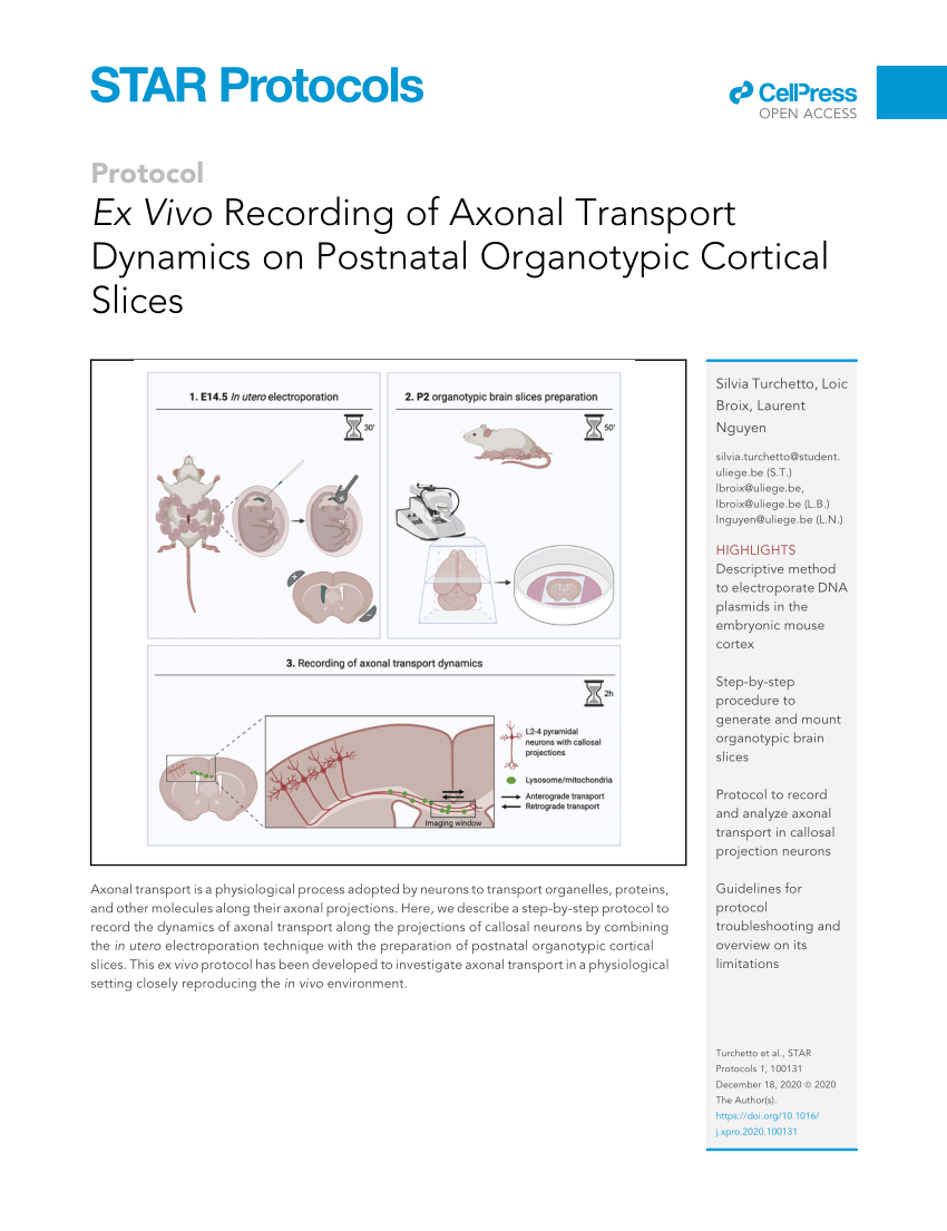 PDF) Ex Vivo Recording of Axonal Transport Dynamics on Postnatal ...