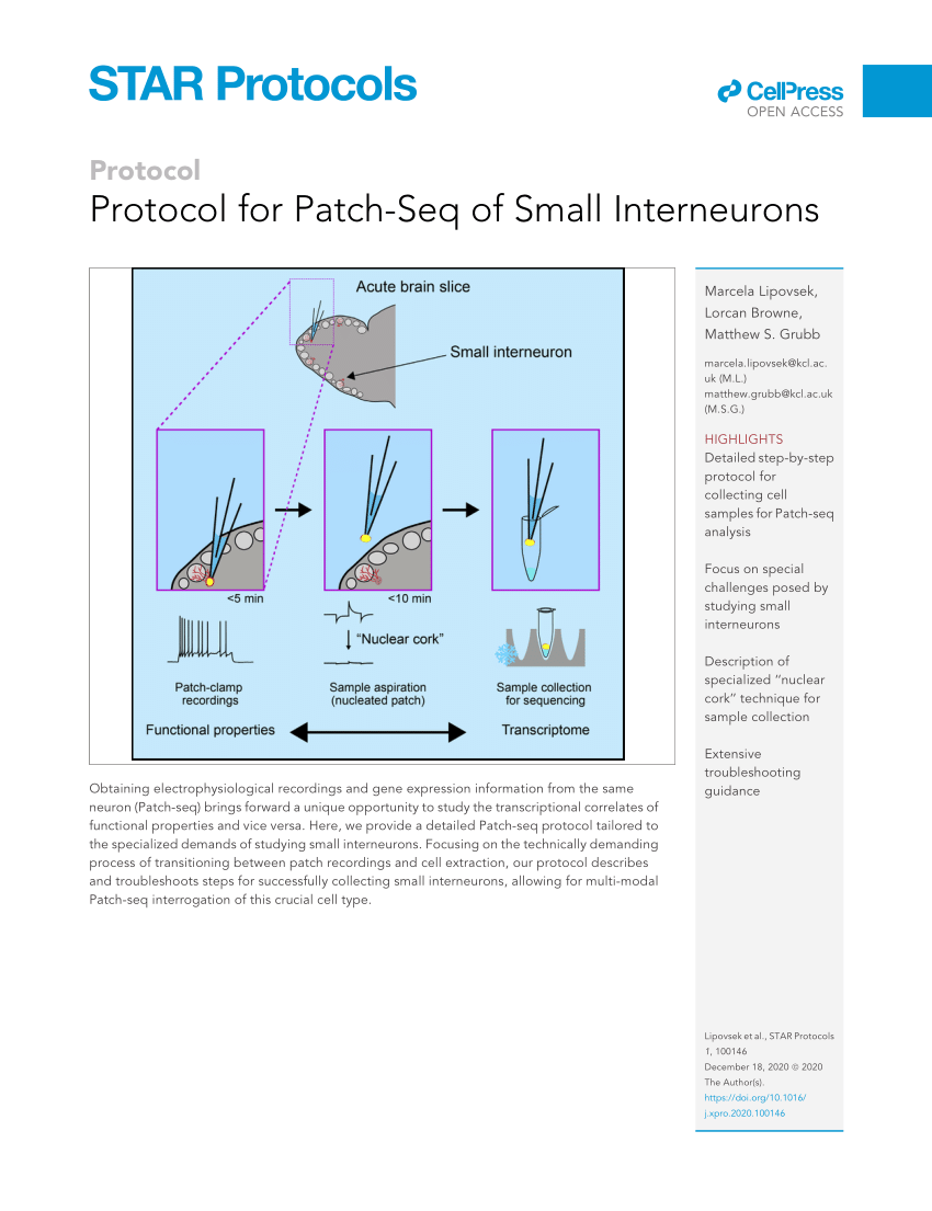 PDF) Protocol for Patch-Seq of Small Interneurons