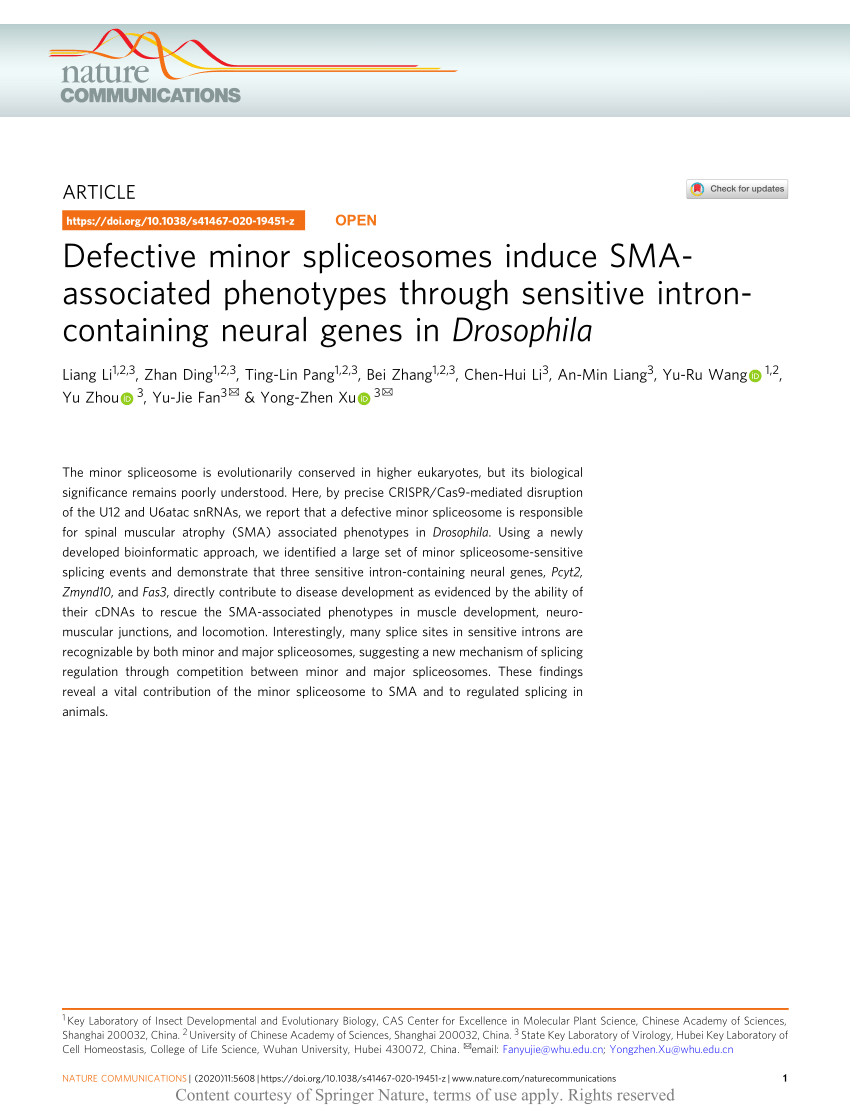PDF) Defective minor spliceosomes induce SMA-associated phenotypes 