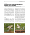 Preview image for Notes on the occurrence of White Wagtail Motacilla alba in Indonesia